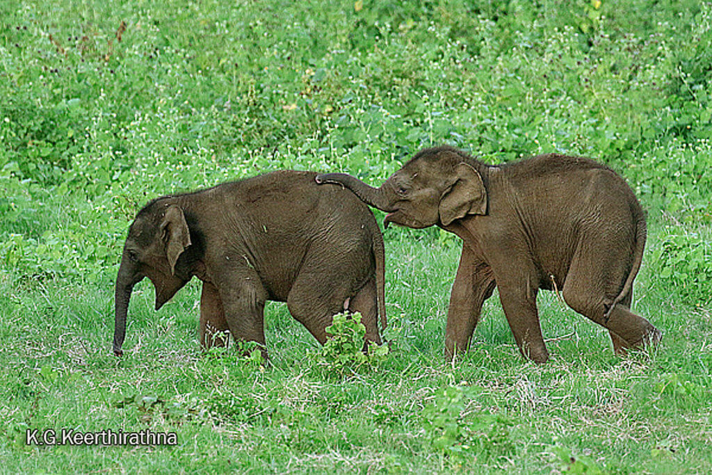 Behavior of Asian Elephants in Sri Lanka