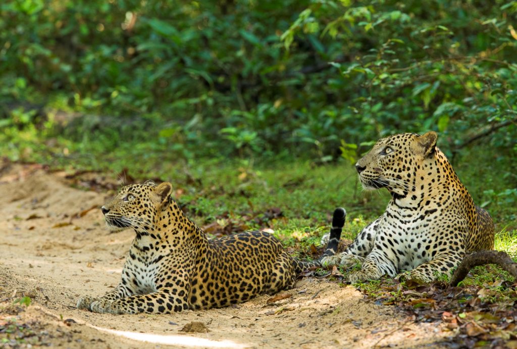 Sri Lankan  Leopard